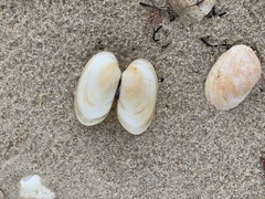 Venerupis galactites