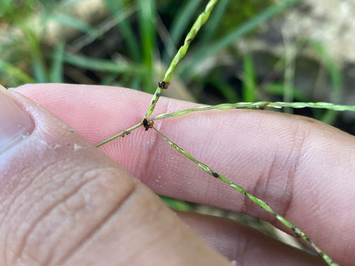 Digitaria radicosa observed 2026-07-03