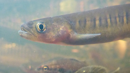 Westelijke galaxias (Galaxias occidentalis) — Galaxiidae — 4