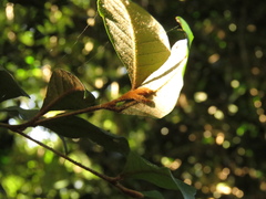 Trichocladus ellipticus