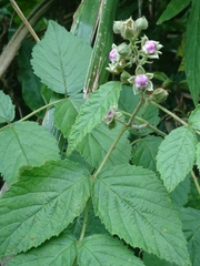 Rubus parviaraliifolius
