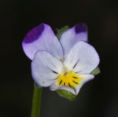 Viola arvensis megalantha