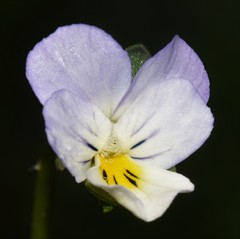 Viola arvensis megalantha