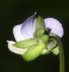Viola arvensis megalantha