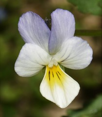 Viola arvensis megalantha