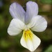 Viola arvensis megalantha - Photo (c) Rolf Theodor Borlinghaus, some rights reserved (CC BY-NC), uploaded by Rolf Theodor Borlinghaus