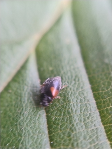 Red-flanked Scymnus, Nijmegen, Centrum Zuid, 6511 NH Nijmegen, Netherlands, photo 6 of 10