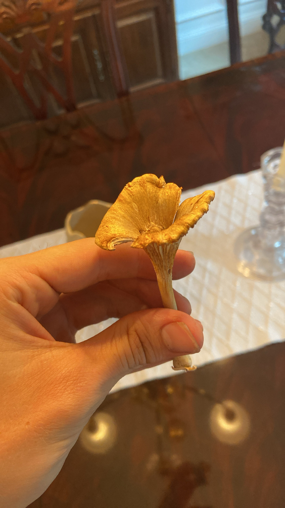golden-gilled gerronema · July 2026 · photo: Photo: no rights reserved · iNaturalist