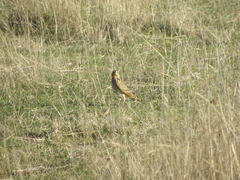 Alauda arvensis arvensis