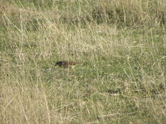 Alauda arvensis arvensis