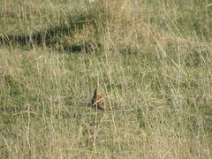 Alauda arvensis arvensis