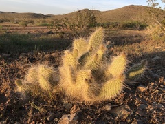 Opuntia polyacantha erinacea