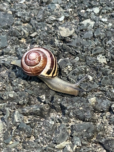 Brown-lipped Snail