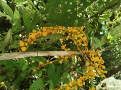 Chamaedorea pinnatifrons, photograph (c) Juan Olave, some rights reserved (CC BY-SA)