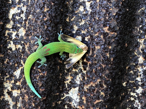 Gold Dust Day Gecko, Hawaiʻi, Hilo, HI, US, photo 10 of 10