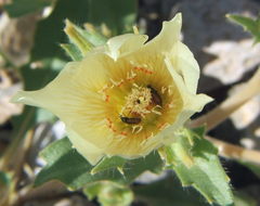 Mentzelia tricuspis