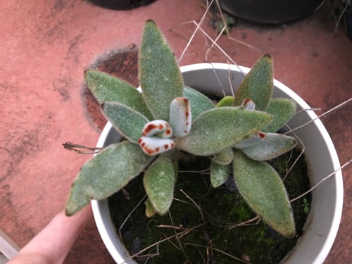 Panda Plant