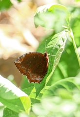 Elymnias hypermnestra