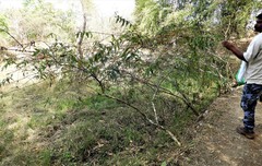 Woodfordia fruticosa