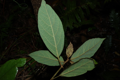 Gmelina leichhardtii, photograph 6