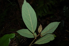 Gmelina leichhardtii, photograph (c) Greg Tasney, some rights reserved (CC BY-SA)