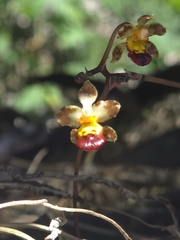 Trichocentrum lindenii