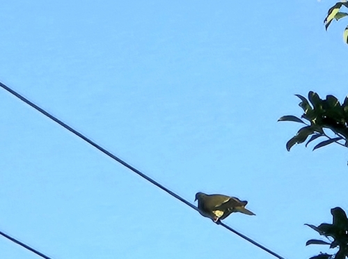 Whistling Green Pigeon (Treron formosae), photo 3
