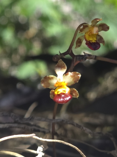 Trichocentrum lindenii, photograph 4