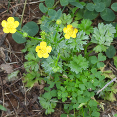 Ranunculus sardous, photograph (c) M. Whitson, some rights reserved (CC BY)