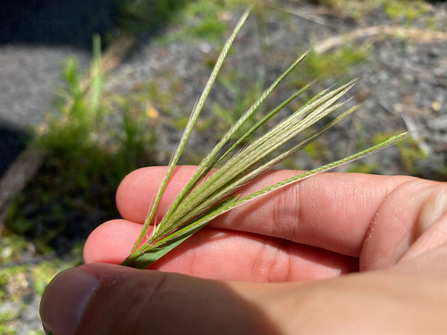 Chloris radiata observed 2026-07-03