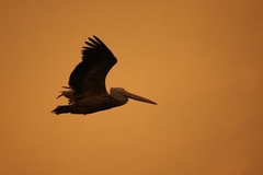 Pelecanus philippensis