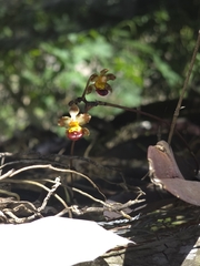 Trichocentrum lindenii, photograph (c) Jalil R., some rights reserved (CC BY-SA)