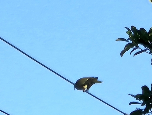 Whistling Green Pigeon (Treron formosae), photo 4