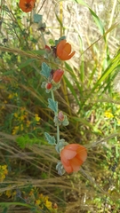 Sphaeralcea coulteri