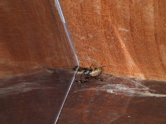 Nephilengys malabarensis