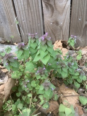 Lamium purpureum