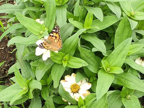 Painted Lady