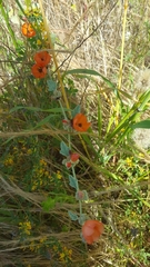 Sphaeralcea coulteri