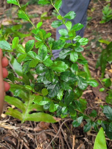 Ehretia microphylla observed 2026-06-26