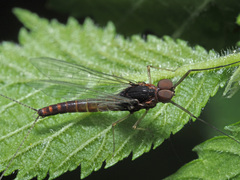 Baetis rhodani