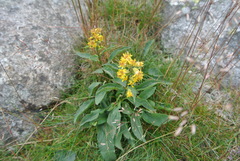 Solidago virgaurea minuta
