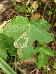 Phytomyza saniculae