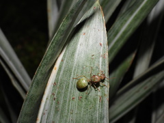 Oecophylla smaragdina
