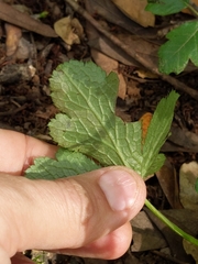 Phytomyza saniculae