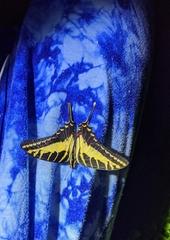 Eurytides philolaus xanticles