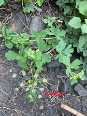 Peucedanum japonicum