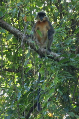 Trachypithecus pileatus