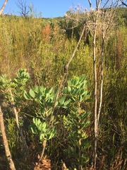 Notobubon laevigatum