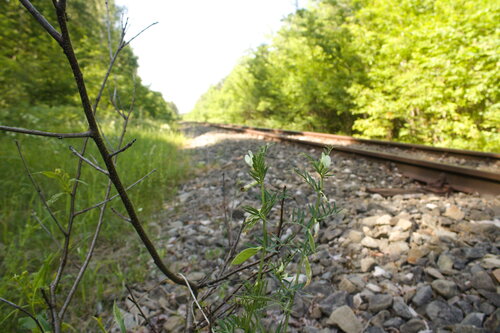 Vicia lutea, photograph 2