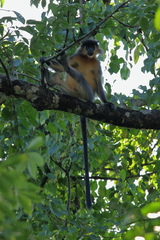 Trachypithecus pileatus